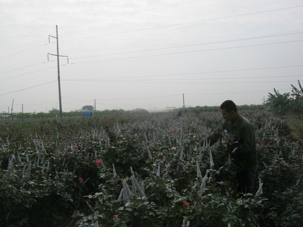 Một ruộng hoa hồng đang được thu hoạch để xuất đi các chợ đầu mối (ảnh chụp tại xã Song Phượng – Đan Phượng).